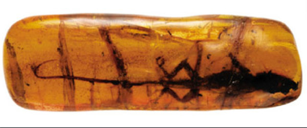 Dominican Blue Amber Fossiles Amber, Amber for sale online